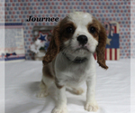 Small #18 Cavalier King Charles Spaniel