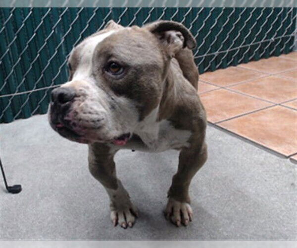 Medium Photo #1 Mutt Puppy For Sale in Downey, CA, USA