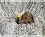 Puppy Puppy 9 Goldendoodle (Miniature)