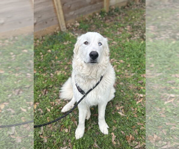 Medium Photo #11 Great Pyrenees Puppy For Sale in Spring, TX, USA