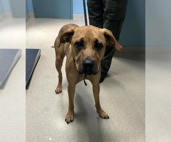 Medium Photo #1 Black Mouth Cur-Unknown Mix Puppy For Sale in Newton, NC, USA