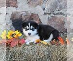 Small #2 Alaskan Malamute