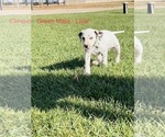 Small Photo #52 Dalmatian Puppy For Sale in AMARILLO, TX, USA