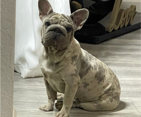 Medium Photo #1 French Bulldog Puppy For Sale in WASHINGTON, DC, USA