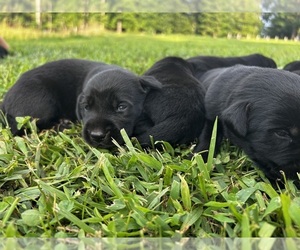 Labrador Retriever Puppy for Sale in AMHERST, Virginia USA