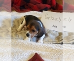 Puppy 1 Beagle