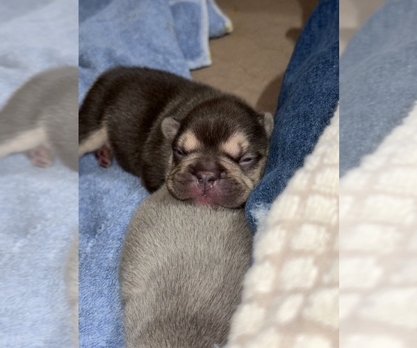 Medium Photo #8 French Bulldog Puppy For Sale in BIG RAPIDS, MI, USA