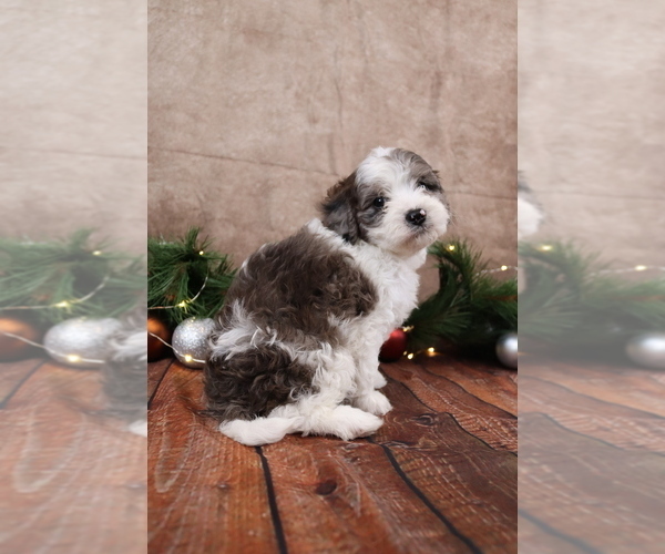 Medium Photo #6 Cavapoo (Toy) Puppy For Sale in WEST SALEM, OH, USA