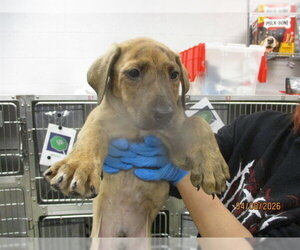 Mutt Dogs for adoption in Oklahoma City, OK, USA