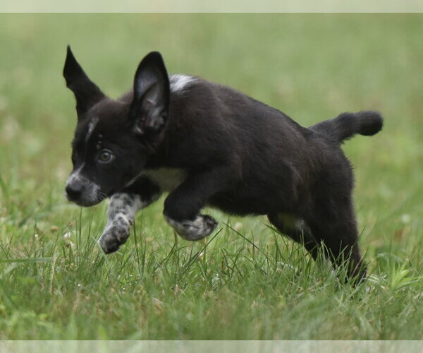 Medium Photo #2 Retriever -Unknown Mix Puppy For Sale in Mechanicsburg, PA, USA