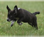 Small #1 Retriever  Mix