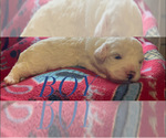 Small Photo #1 Bichon Frise Puppy For Sale in ORLANDO, FL, USA