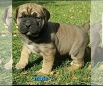 Small Photo #2 Boerboel Puppy For Sale in BAKERSFIELD, CA, USA