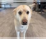 Small Photo #2 Siberian Husky-Unknown Mix Puppy For Sale in Grand Prairie, TX, USA