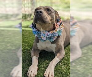 Chula - Female American Staffordshire Terrier-Bulldog Mix Dog for Adoption - Photo #5