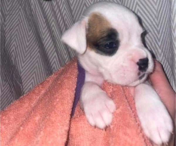 Medium Photo #9 Boxer Puppy For Sale in PULASKI, NY, USA