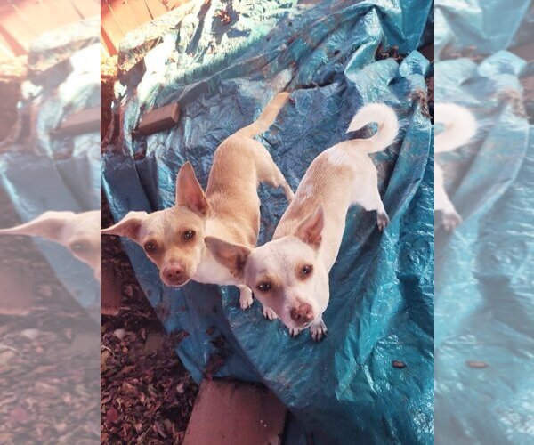 Medium Photo #1 Chiweenie Puppy For Sale in Santa Clarita, CA, USA