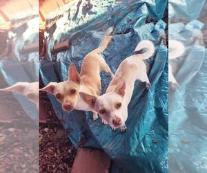 Chiweenie Dogs for adoption in Santa Clarita, CA, USA