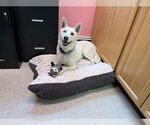 Small #1 Huskies -Siberian Husky Mix