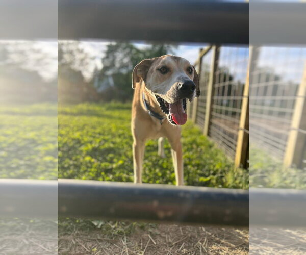 Medium Photo #5 Great Dane-Unknown Mix Puppy For Sale in Germantown, OH, USA