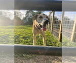 Small #4 Great Dane Mix