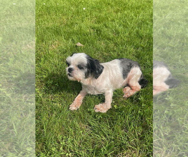 Medium Photo #4 Shih Tzu Puppy For Sale in Tenafly, NJ, USA