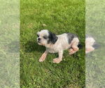 Small #3 Shih Tzu