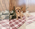 Puppy Holly Cavapoo (Miniature)