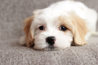 Cavaton Puppy for sale in GASTON, SC, USA