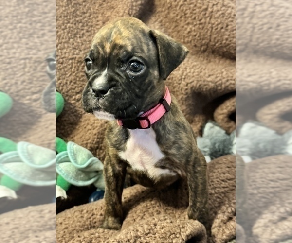 Medium Photo #17 Boxer Puppy For Sale in LANSING, MI, USA