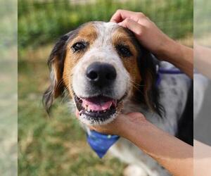Cocker Spaniel-Unknown Mix Dogs for adoption in San Antonio, TX, USA