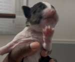 Small #1 YorkiePoo