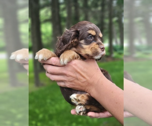 Medium Photo #2 Cocker Spaniel Puppy For Sale in WITHEE, WI, USA