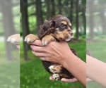 Small #1 Cocker Spaniel