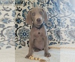Small Photo #2 Weimaraner Puppy For Sale in LEWISBURG, KY, USA