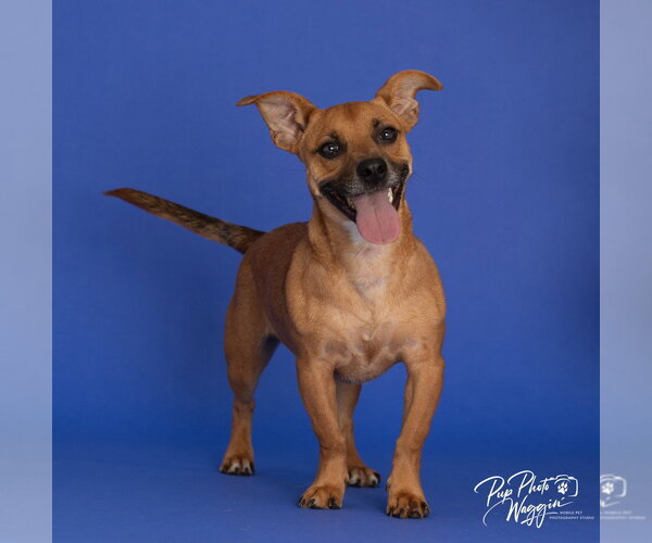 Medium Photo #1 French Bull Weiner Puppy For Sale in Claremore, OK, USA