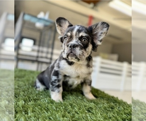 Medium Photo #5 French Bulldog Puppy For Sale in DENVER, CO, USA