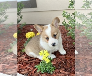 Pembroke Welsh Corgi Puppy for Sale in SCURRY, Texas USA