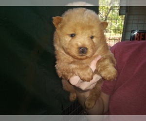 Chow Chow Puppy for sale in CHESNEE, SC, USA
