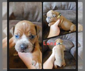 Olde English Bulldogge Puppy for sale in WHEELER, MI, USA