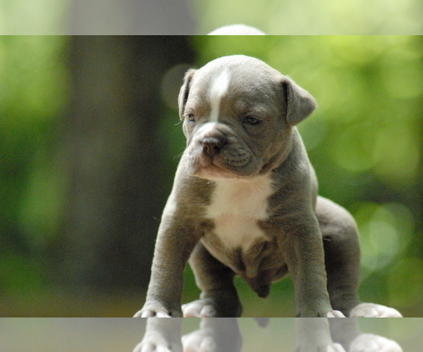 Medium Photo #1 Olde English Bulldogge Puppy For Sale in BIRMINGHAM, AL, USA
