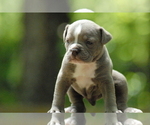Small Photo #1 Olde English Bulldogge Puppy For Sale in BIRMINGHAM, AL, USA
