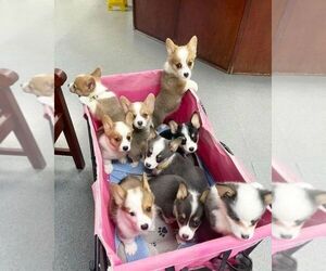 Pembroke Welsh Corgi Puppy for sale in SALT LAKE CITY, UT, USA