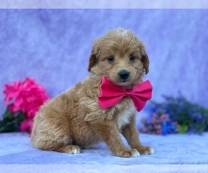 Pookimo Puppy for sale in LANCASTER, PA, USA