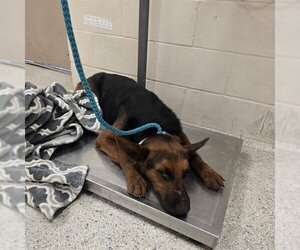 German Shepherd Dog-Unknown Mix Dogs for adoption in Conroe, TX, USA