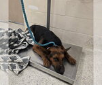 A433289 - Male German Shepherd Dog-Unknown Mix Dog for Adoption - Small photo