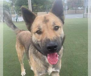 German Shepherd Dog-Unknown Mix Dogs for adoption in Martinez, CA, USA