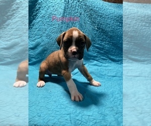 Boxer Puppy for Sale in LUCAS, Iowa USA