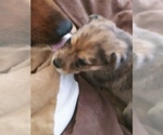 Small Photo #6 Labrador Retriever-Red Heeler Mix Puppy For Sale in CEDAR CITY, UT, USA