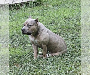 American Bully Puppy for sale in COLUMBIA, MO, USA